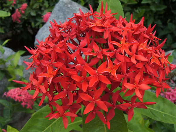 Cách dâng hoa ý nghĩa trên ban thờ ngày Tết