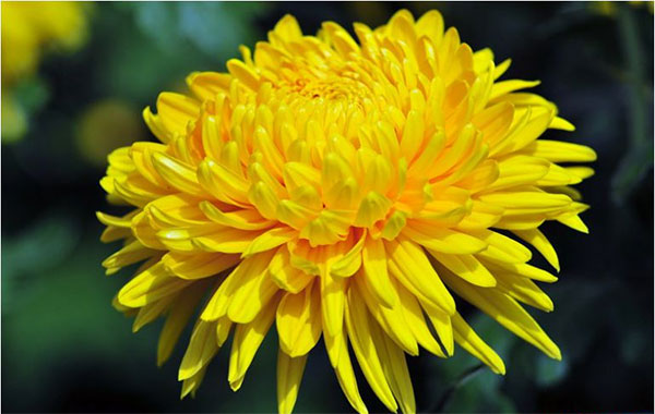 Cách dâng hoa ý nghĩa trên ban thờ ngày Tết