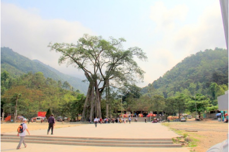 Đền Thỏng, Cây đa chín cội Tây Thiên, Vĩnh Phúc