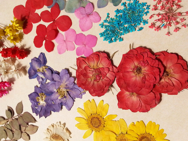 Cách làm hoa khô tự nhiên Cách làm hoa khô từ hoa tươi đẹp nhất