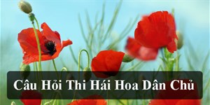 Câu hỏi thi hái hoa dân chủ