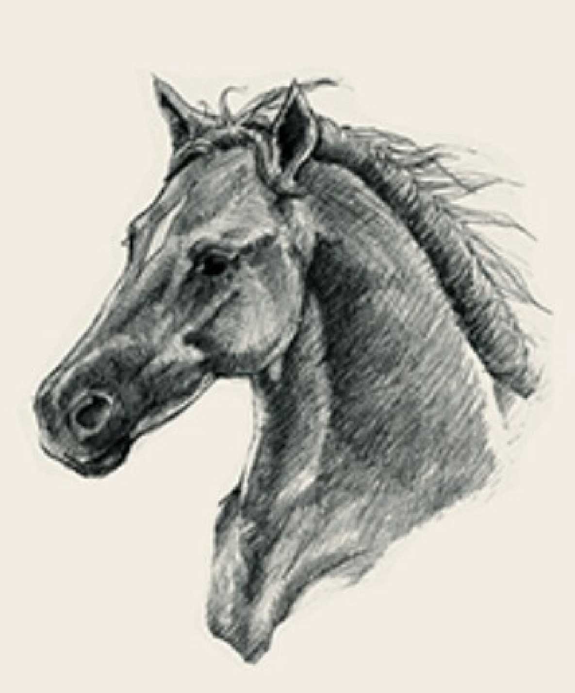 Bộ sưu tập hình ảnh tải miễn phí cho App Animal 4D