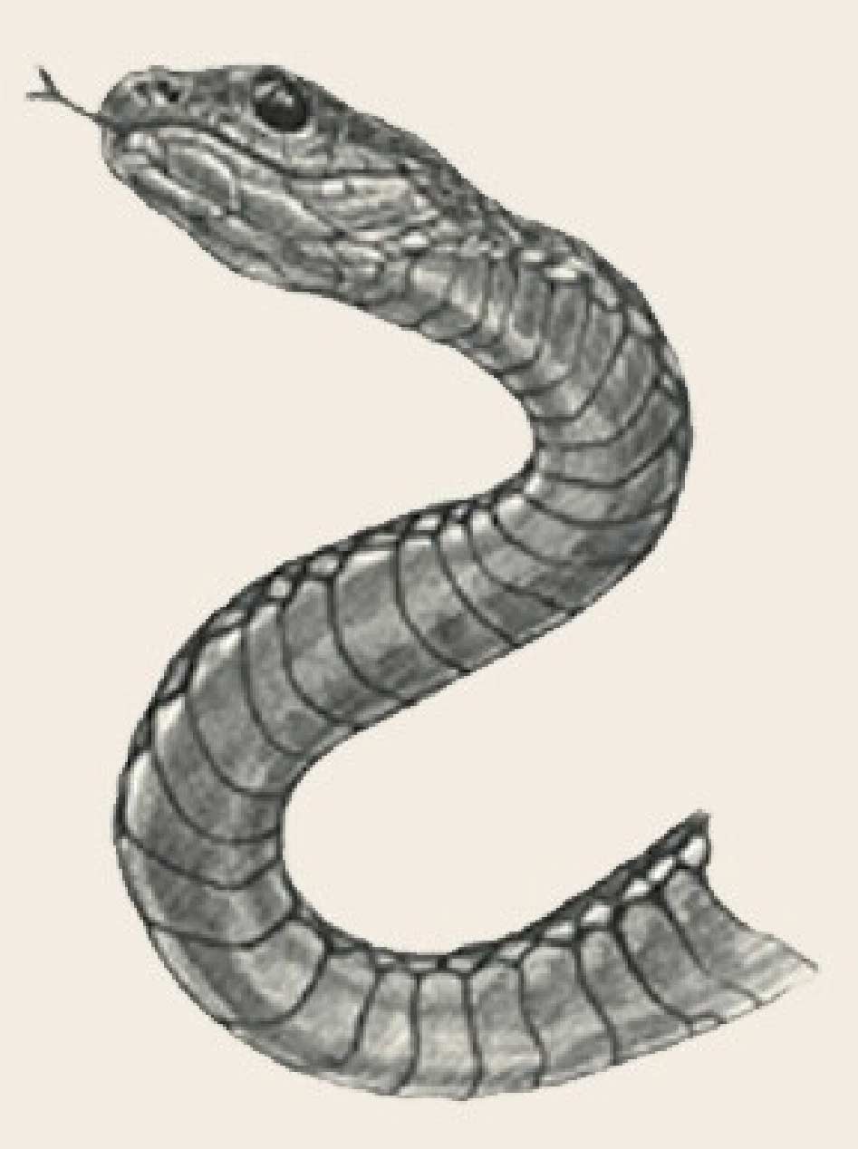 Bộ sưu tập hình ảnh tải miễn phí cho App Animal 4D