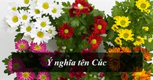 Ý nghĩa tên Cúc