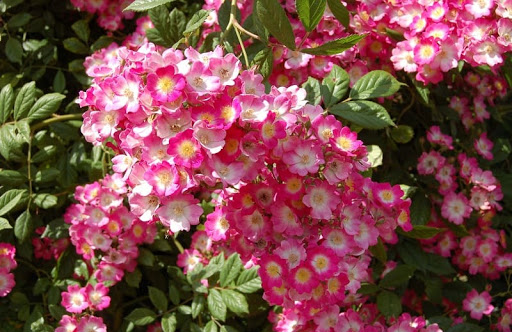 Ý nghĩa tên Lộc