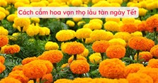 Cách cắm hoa vạn thọ lâu tàn ngày Tết