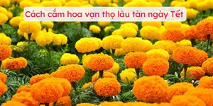 Cách cắm hoa vạn thọ lâu tàn ngày Tết