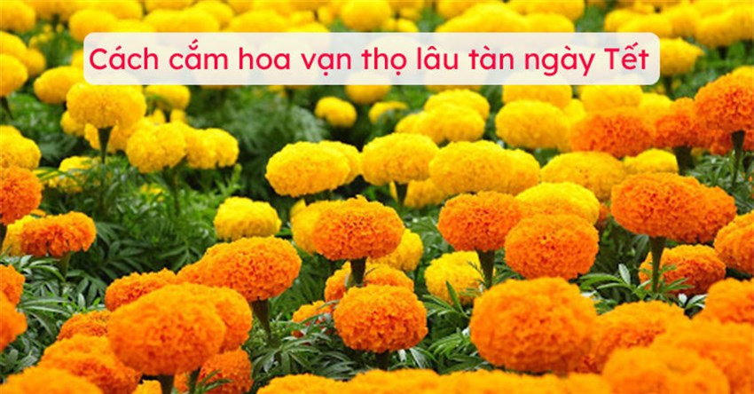 Cách cắm hoa vạn thọ lâu tàn ngày Tết