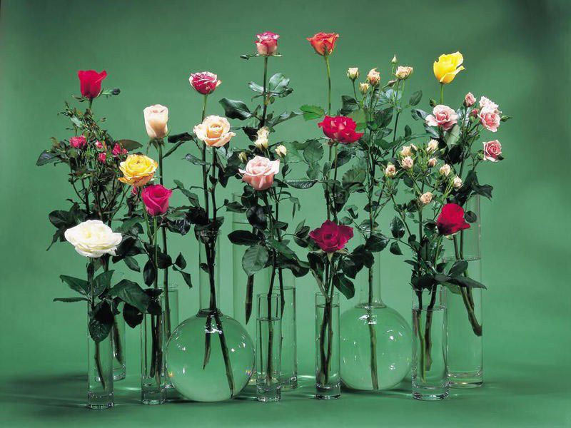 Cách cắm hoa tròn lọ thủy tinh