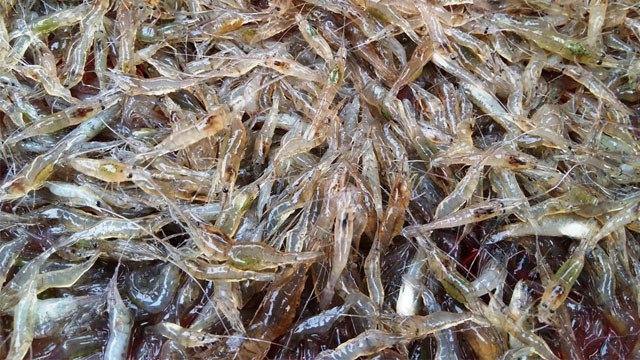 Phân biệt con tép và tôm