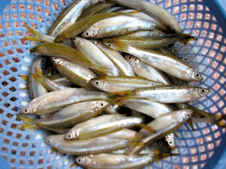 Phân biệt tôm và tép