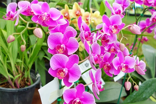 Chọn hoa cây cảnh ngày Tết mang may mắn tài lộc vào nhà