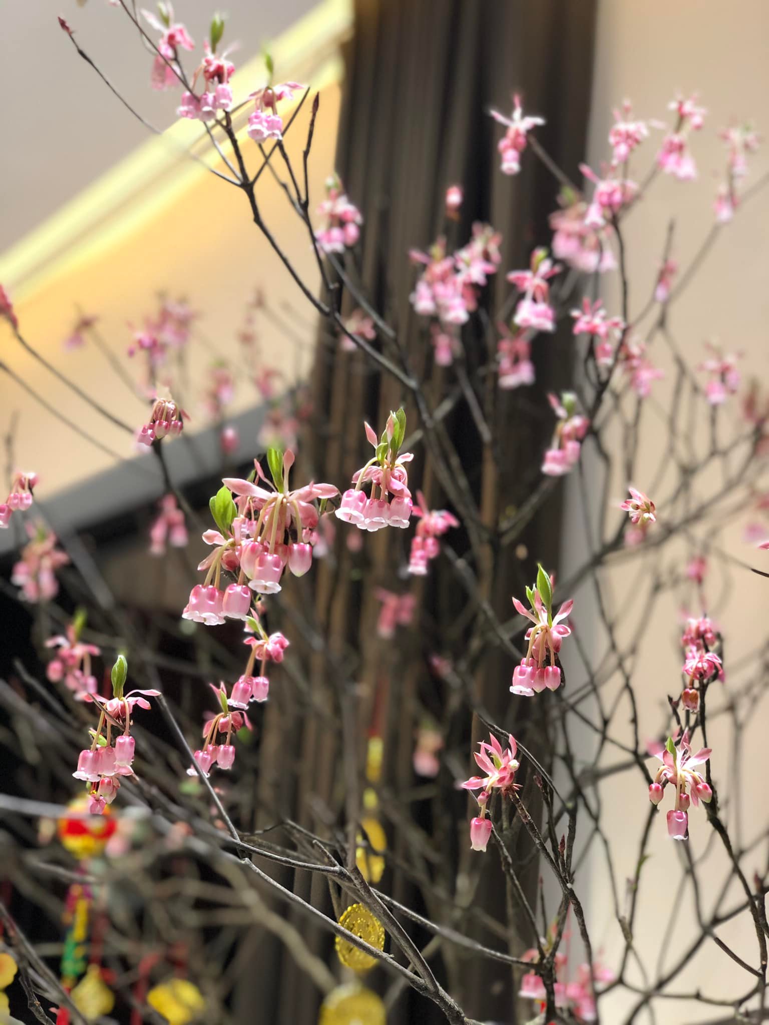 Cắm hoa đào chuông Yên Tử