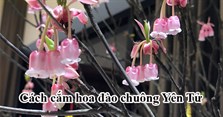 Cách cắm đào chuông Yên Tử