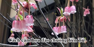 Cách cắm đào chuông Yên Tử