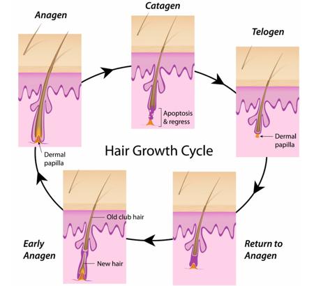 Các giai đoạn phát triển của lông