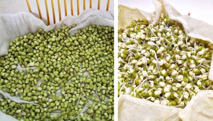 Làm giá đỗ mấy ngày thì được ăn?