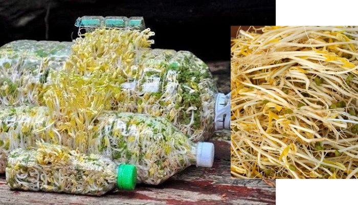 Cách làm giá đỗ bằng chai nhựa đơn giản nhất