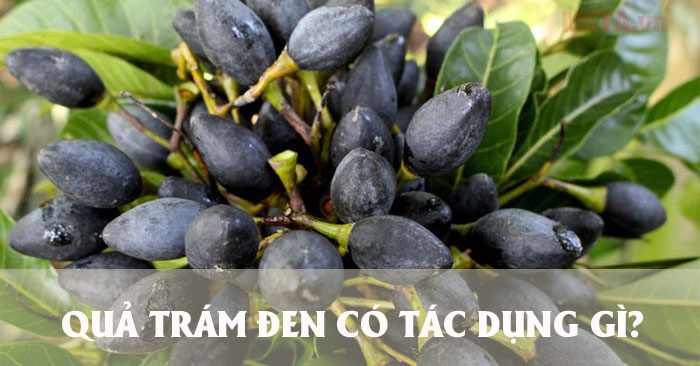 Quả trám đen có tác dụng gì