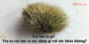 Cát lợn là gì? Trư sa cát lợn có tác dụng gì với sức khỏe không?