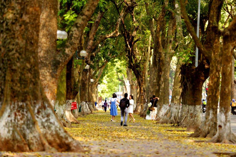 Ảnh mùa thu xe hàng bán hoa rong