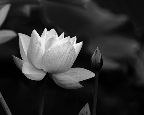 Hoa sen trắng đám tang