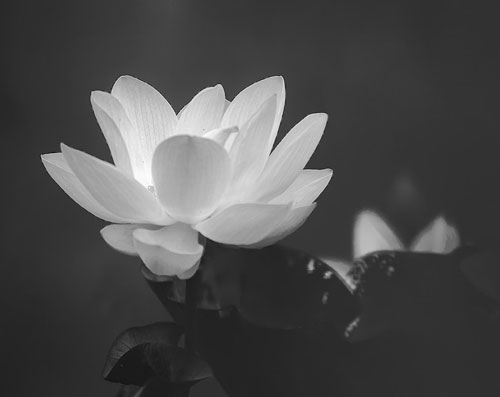 Hoa sen trắng đám tang