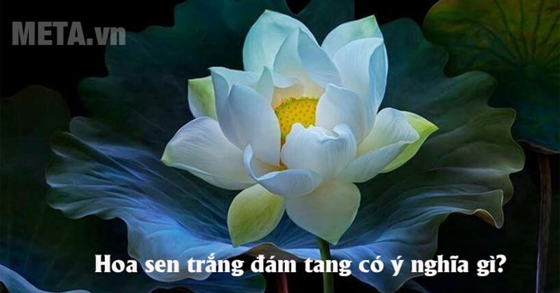 Hoa sen trắng đám tang: Ý nghĩa và những hình ảnh đẹp nhất