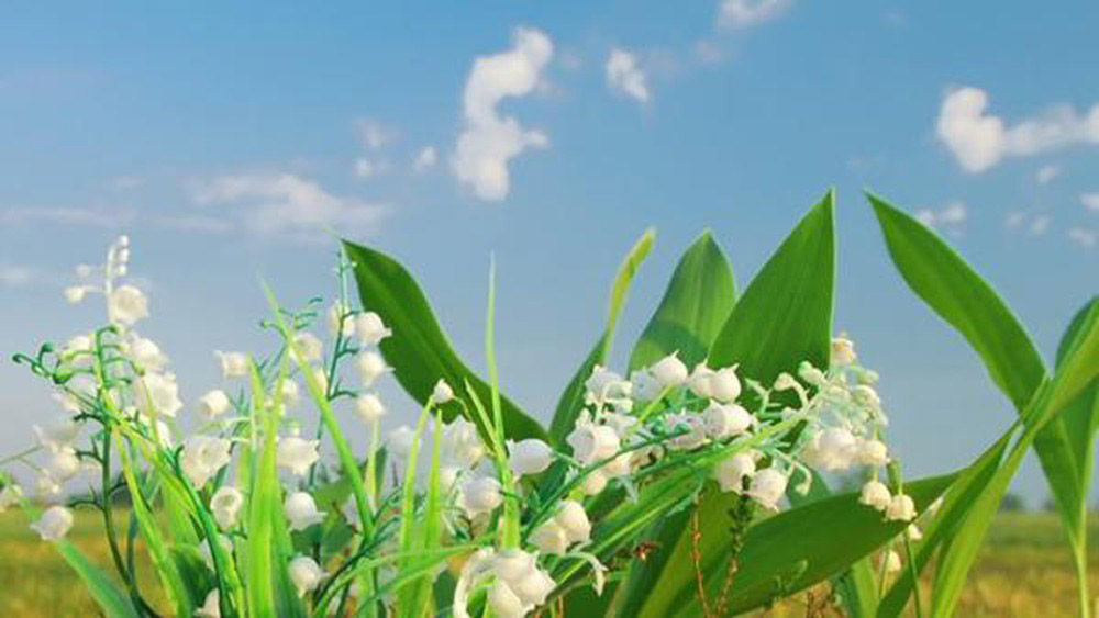 Hình ảnh hoa linh lan màu trắng
