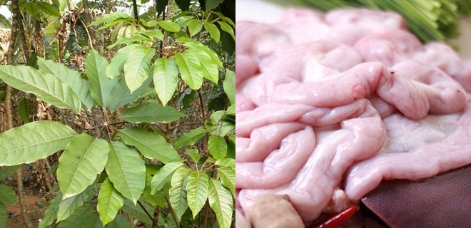 Nguyên liệu chính nấu canh lá đắng lòng lợn