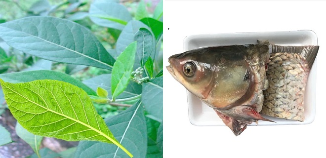 Nguyên liệu chính nấu canh lá đắng với cá