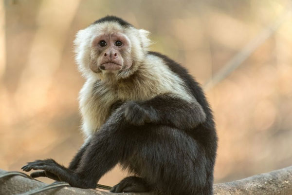 Sao chiếu mạng tuổi Nhâm Thân 1992 nam mạng năm 2022 Sao chiếu mạng tuổi Nhâm Thân 1992 nam mạng năm 2024