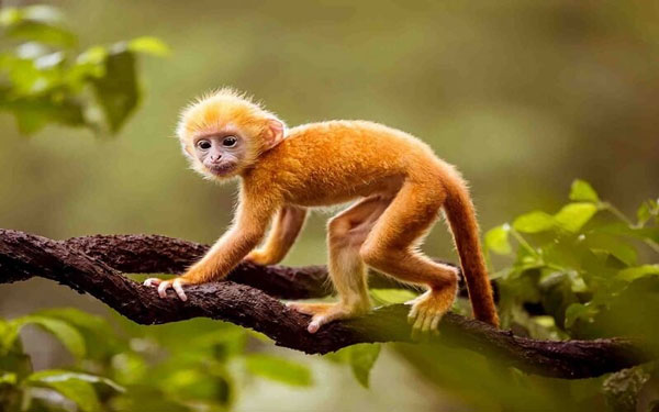 Nam Giáp Thân sinh năm 2004 sao gì năm 2024?