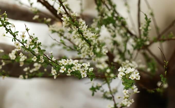 Cách làm hoa tuyết mai tươi lâu