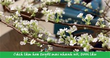 Cách làm hoa tuyết mai nhanh nở, tươi lâu