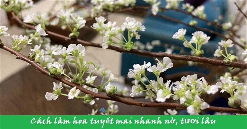 Cách làm hoa tuyết mai nhanh nở, tươi lâu