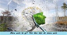Mưa axit là gì? Mưa axit gây ra hậu quả gì?