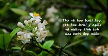 Thơ về hoa bưởi hay, hình ảnh hoa bưởi đẹp