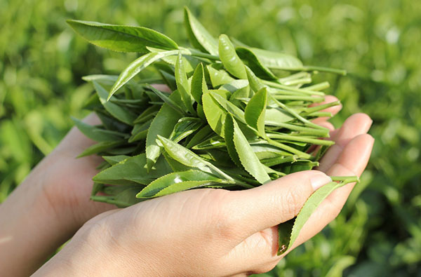 Cách tẩy Canxi trong ấm đun nước bằng lá chè tươi