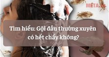 Tìm hiểu: Gội đầu thường xuyên có hết chấy không?