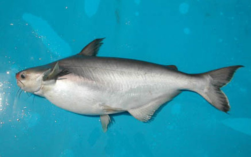 Tìm hiểu giá của cá hú