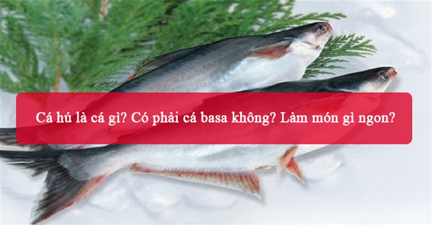 Cá hú là cá gì? Có phải cá basa không? Làm món gì ngon?