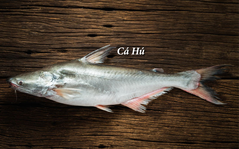 Tìm hiểu cá hú là cá gì? Cá hú là cá nước gì, sống ở sông hay biển