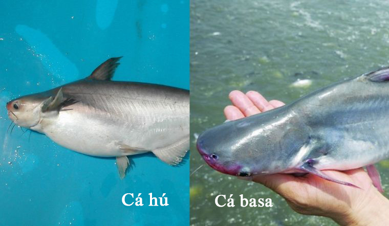 Cách phân biệt cá hú với cá basa