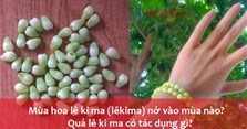 Mùa hoa lê ki ma (lêkima) nở vào mùa nào? Quả lê ki ma có tác dụng gì?