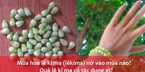 Mùa hoa lê ki ma (lêkima) nở vào mùa nào? Quả lê ki ma có tác dụng gì?