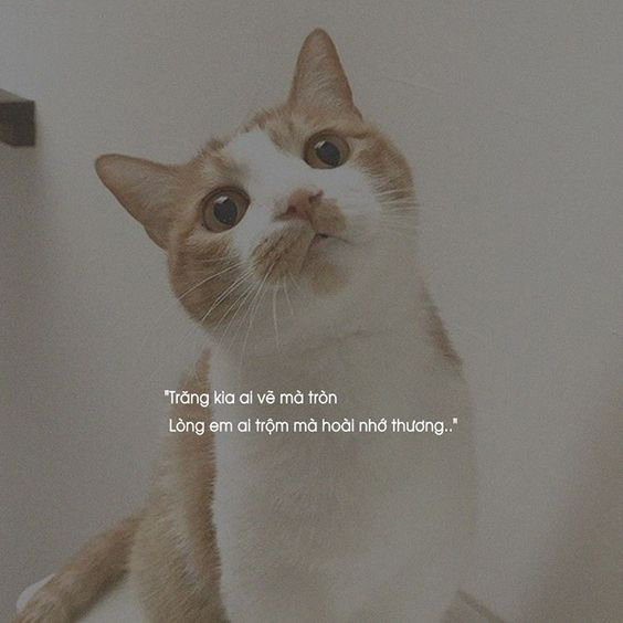 Hình ảnh thả thính cute