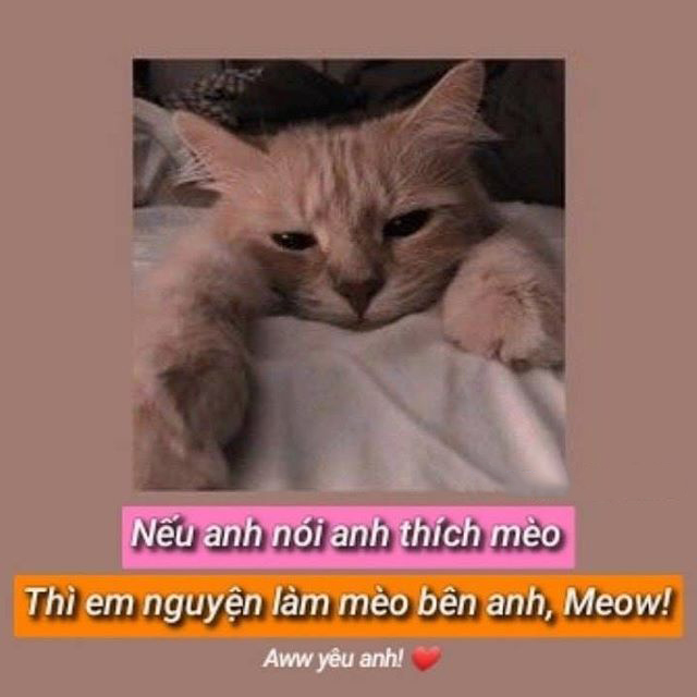 Hình ảnh thả thính cute