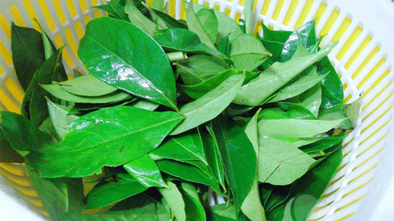 Tìm hiểu lá mắc mật là gì