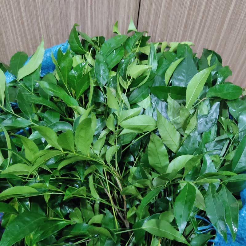 Tác dụng của lá mắc mật